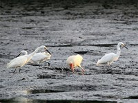 Wading Birds (click to enlarge)